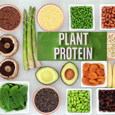 plant protein